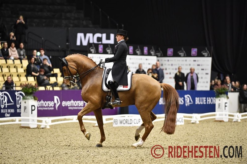 In 2017, Dansk Varmblod was co-organiser of the first World Cup qualifier in MCH Exhibition Center Herning and the audience had the joy of seeing the OG competitor Cathrine Dufour on her DWB gelding Atterupgaard Cassidy winning the GP.